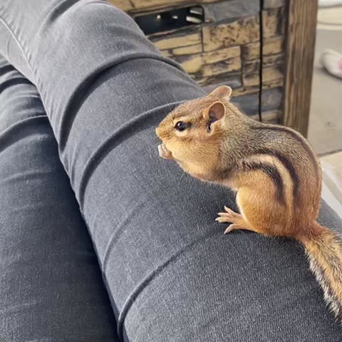 Hollis visiting with wildlife near her porch